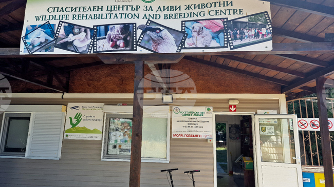 Първото за сезона брадато лешоядче се излюпи в Спасителния център за диви животни на „Зелени Балкани“ в Стара Загора