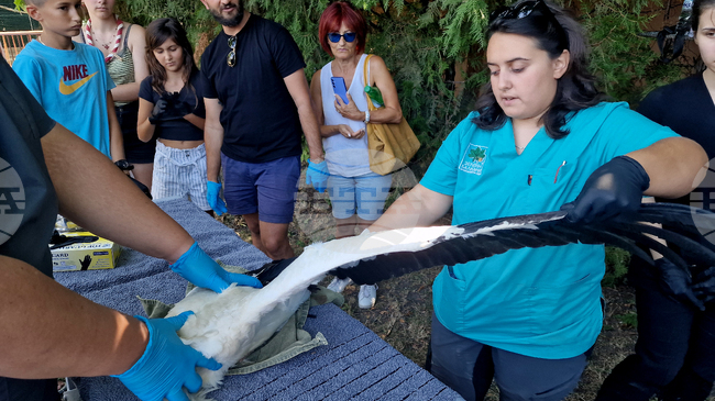 Общо 17 бели щъркела с трайни увреждания са трансферирани в Италия от Спасителния център за диви животни към „Зелени Балкани“