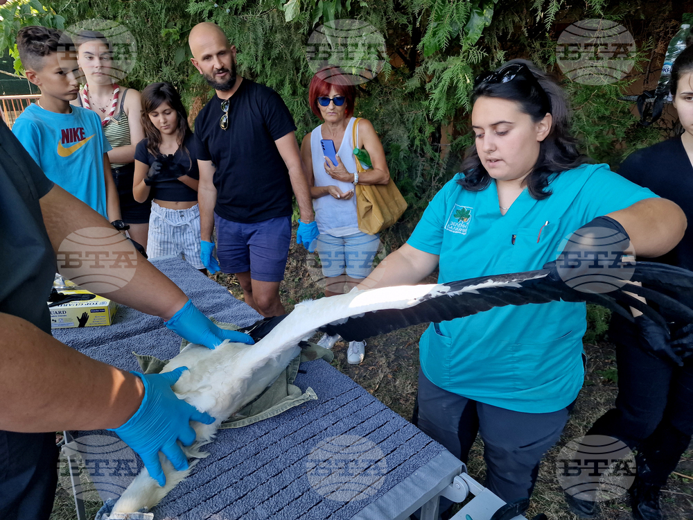 Общо 17 бели щъркела с трайни увреждания са трансферирани в Италия от Спасителния център за диви животни към „Зелени Балкани“