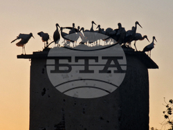 Стара Загора - Спасителен център - щъркели - освобождаване