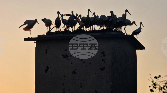 Общо 24 щъркела, отгледани в Спасителния център за диви животни на „Зелени Балкани“ в Стара Загора, бяха освободени в природата