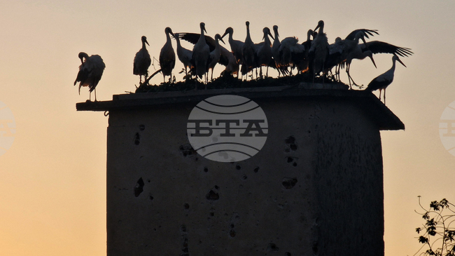 Green Balkans Wildlife Rescue Center Releases 24 Storks into the Wild