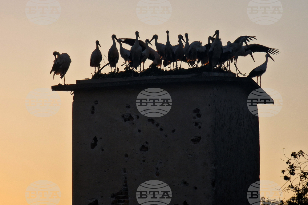 Green Balkans Wildlife Rescue Center Releases 24 Storks into the Wild