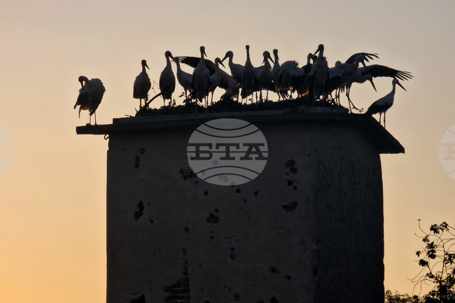 Green Balkans Wildlife Rescue Center Releases 24 Storks into the Wild