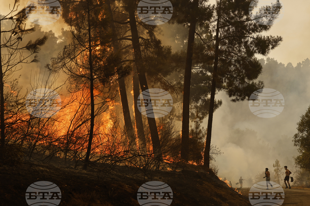 Щетите от горските пожари в Албания са големи: изгорели са 133 глави добитък и над 600 кошера
