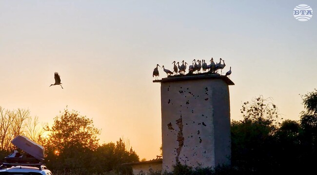 Общо 24 щъркела, отгледани в Спасителния център за диви животни на „Зелени Балкани“ в Стара Загора, бяха освободени в природата