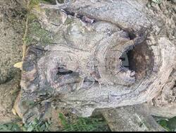 Снимка: Община Стара Загора 