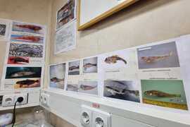 Ден 59 - Тема на деня - рибите в Антарктика