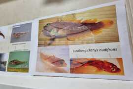 Ден 59 - Тема на деня - рибите в Антарктика