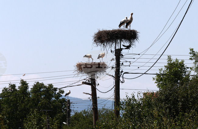 Bulgargaz Offers Natural Gas Price of BGN 60.52 per MWh for September