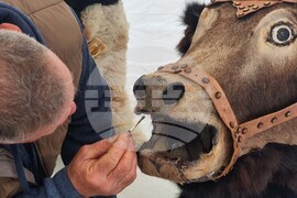 Ямбол - Международен маскараден фестивал „Кукерландия“