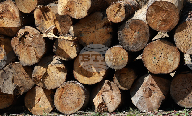 В Болярово приемат заявления за закупуване на дърва за огрев от общинския горски фонд