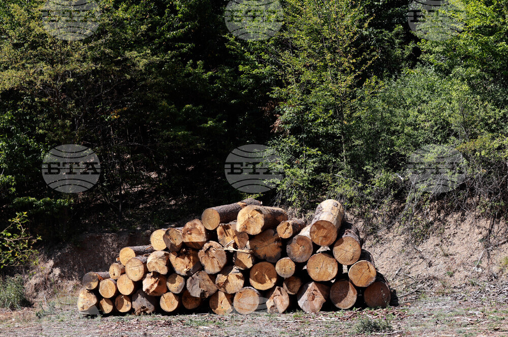 За три дни служители на дирекция "Жандармерия" установиха седем случая на незаконно превозвана и добита дървесина