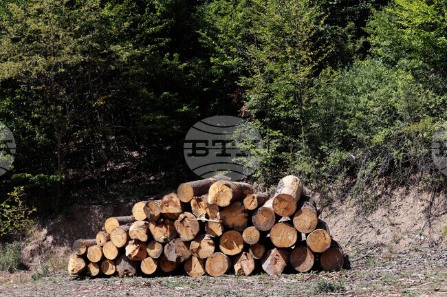 За три дни служители на дирекция "Жандармерия" установиха седем случая на незаконно превозвана и добита дървесина