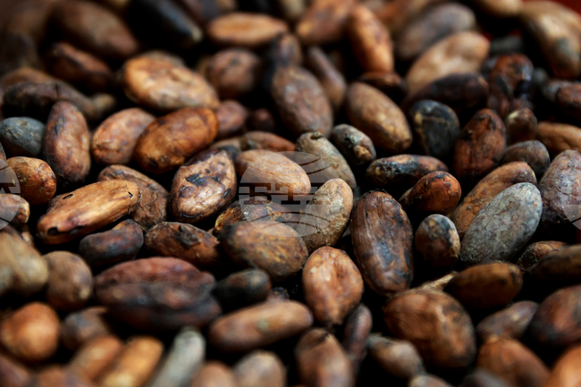 Производителите на какао в Кот д‘Ивоар заплашват със стачка 