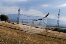 Кремиковци - „Зелени Балкани" - птици на свобода