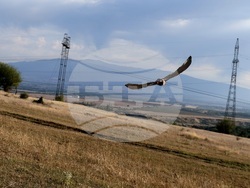 Кремиковци - „Зелени Балкани" - птици на свобода