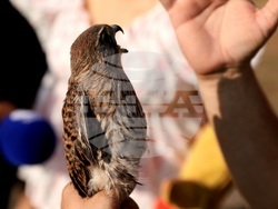 Кремиковци - „Зелени Балкани" - птици на свобода