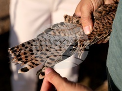 Кремиковци - „Зелени Балкани" - птици на свобода