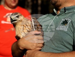 Кремиковци - „Зелени Балкани" - птици на свобода