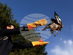 Кремиковци - „Зелени Балкани" - птици на свобода
