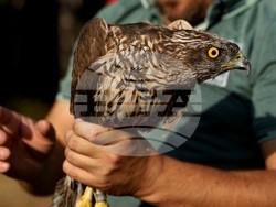 Кремиковци - „Зелени Балкани" - птици на свобода