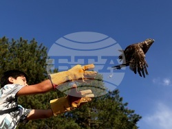 Кремиковци - „Зелени Балкани" - птици на свобода