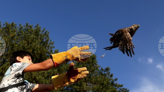 Общо осем грабливи птици бяха пуснати на свобода край Кремиковския манастир