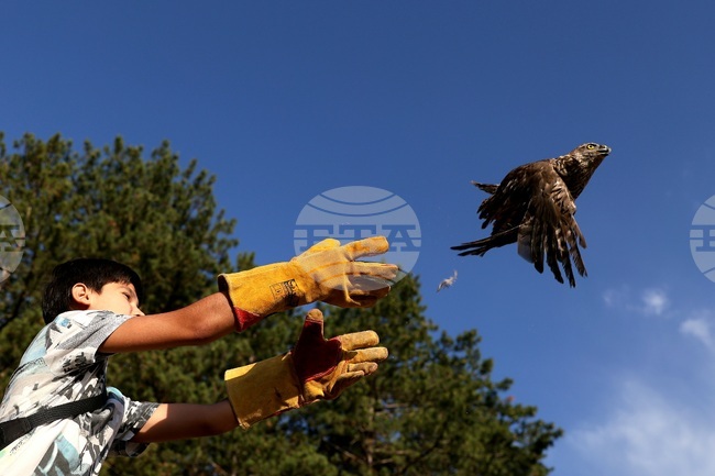 Общо осем грабливи птици бяха пуснати на свобода край Кремиковския манастир