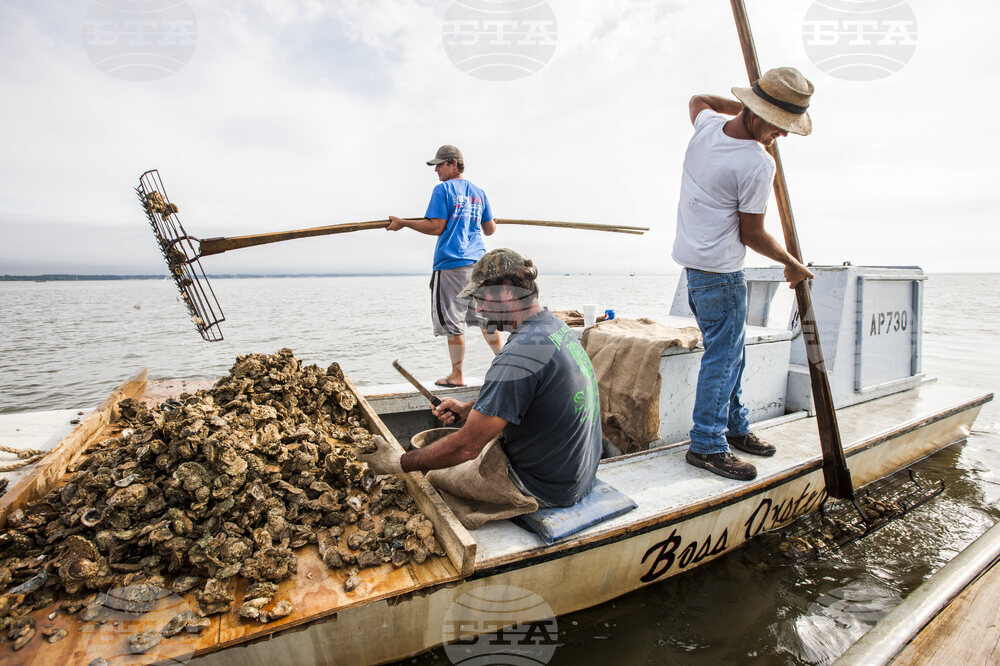 Florida Oysters