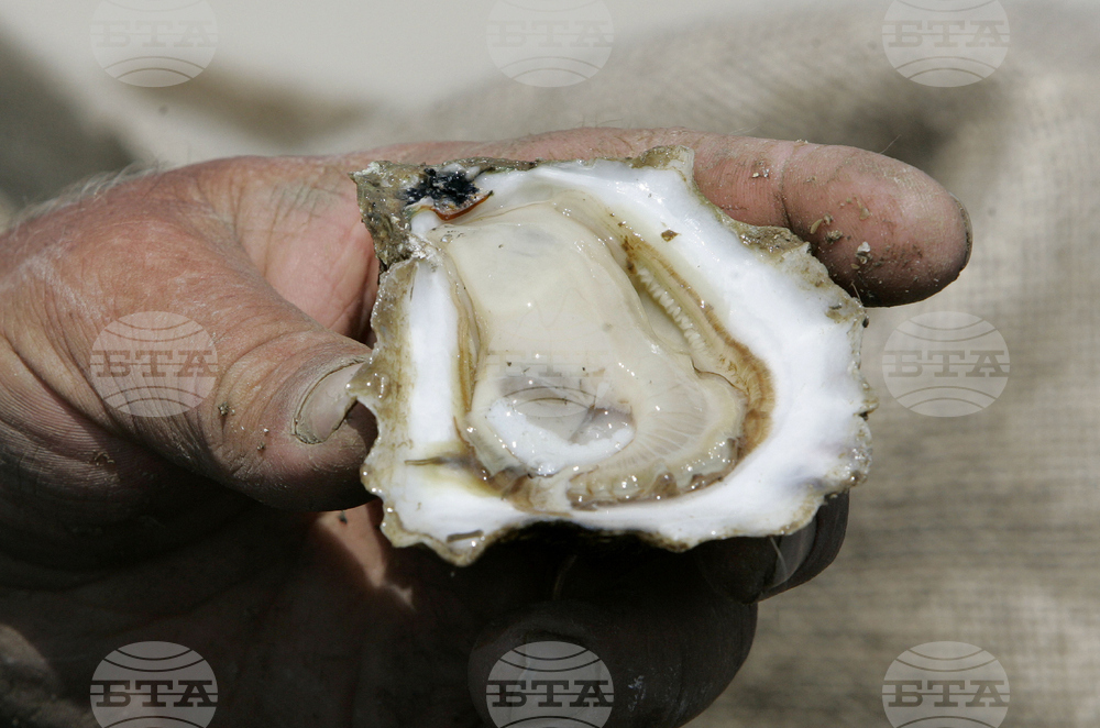 Florida Oysters