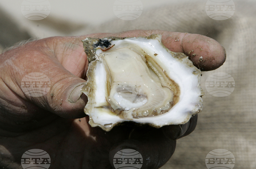 Florida Oysters