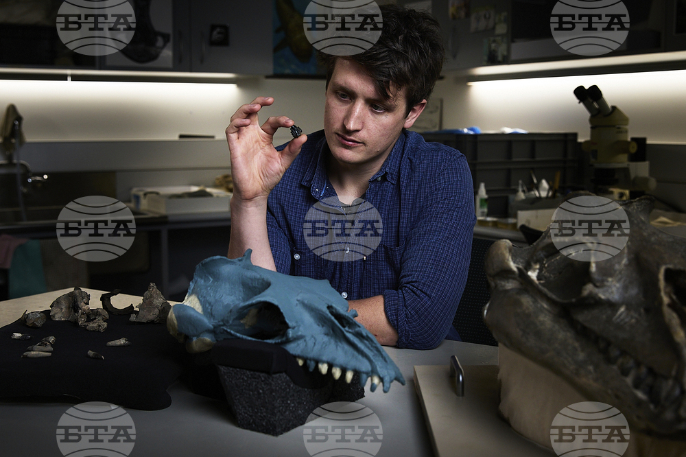Australia Prehistoric Whale