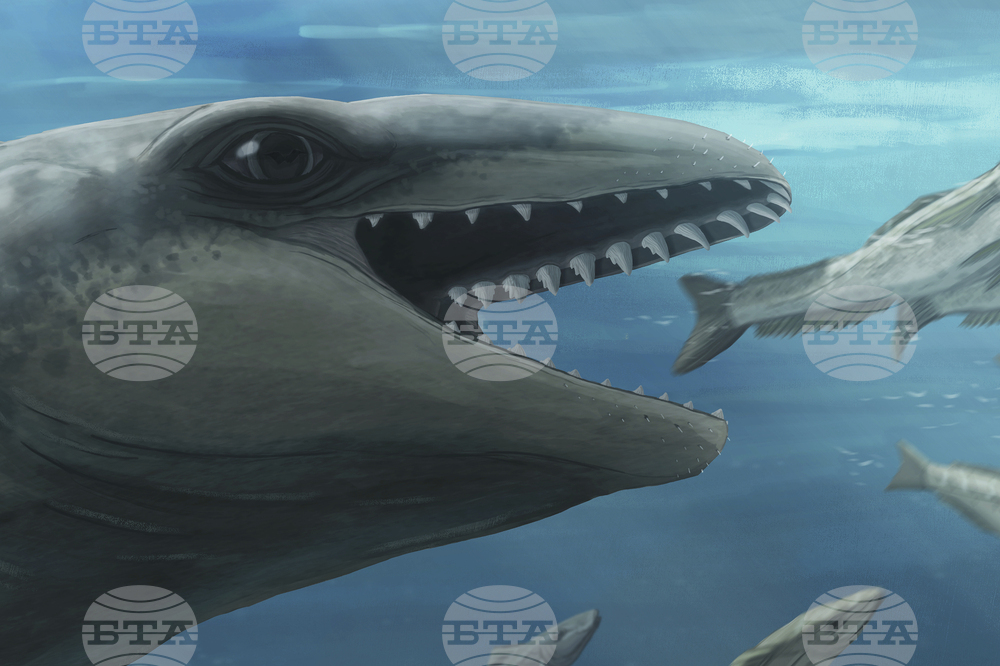 Australia Prehistoric Whale