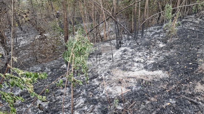 Близо 480 пожара са регистрирани във Врачанско за последните два месеца и половина
