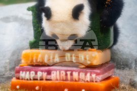 Hong Kong Panda Birthday