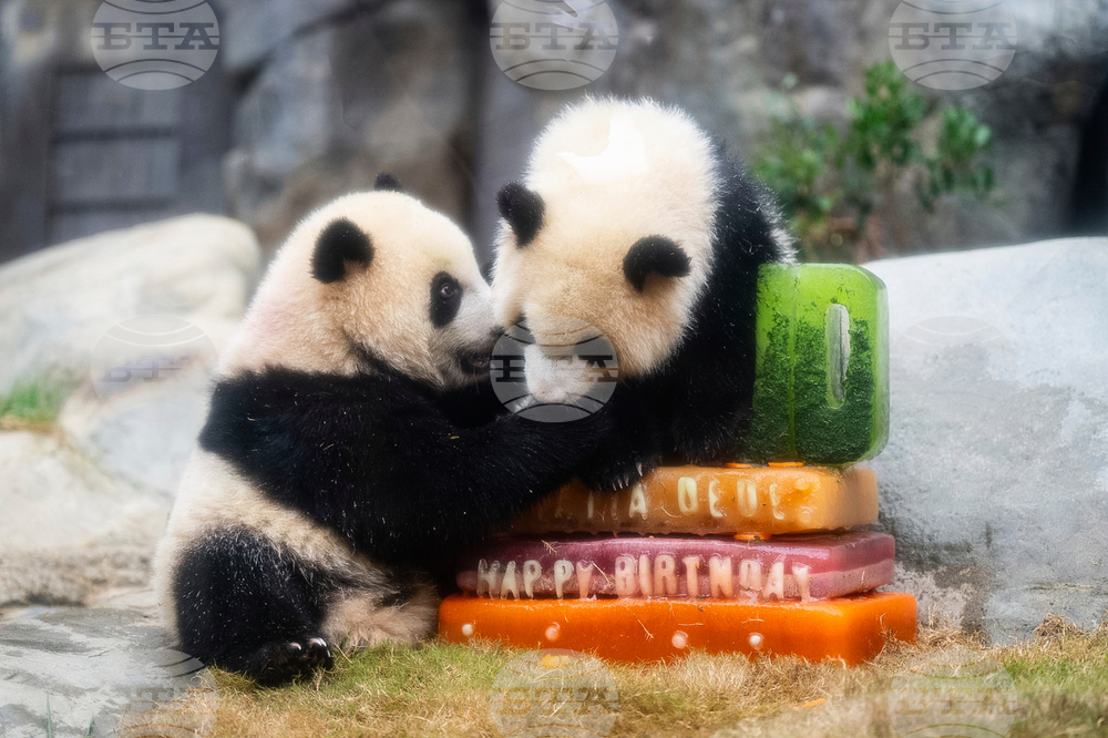 Hong Kong Panda Birthday