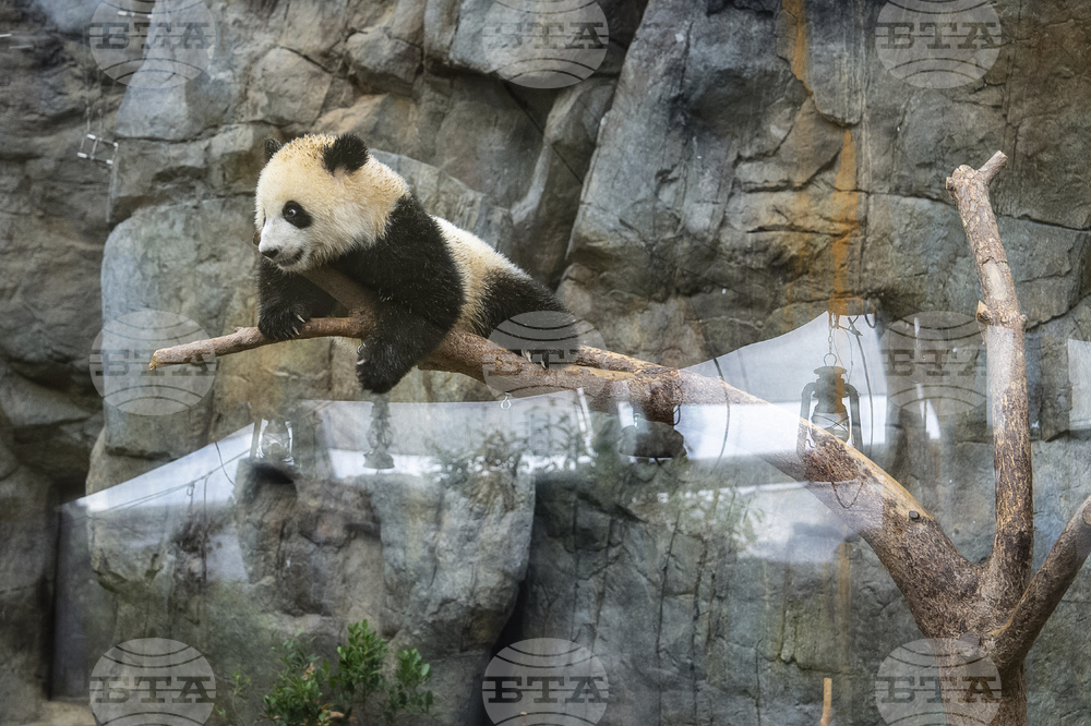 Hong Kong Panda Birthday