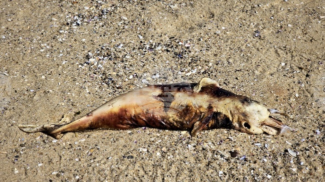 Мъртви делфини са забелязани на плаж в Шкорпиловци