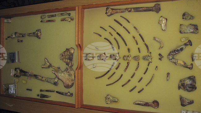 Австралопитекът Луси напусна Етиопия за първото си пътуване до Европа 