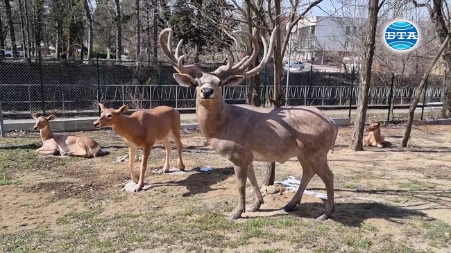 Първи в България палеопарк с макети на праисторически животни откриха във Вършец по проект с европейско финансиране