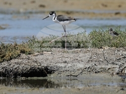 Climate Coastal Restoration