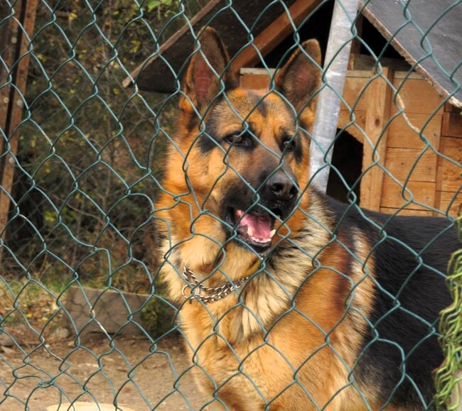 Община Асеновград с кампания за кастрация на домашни кучета