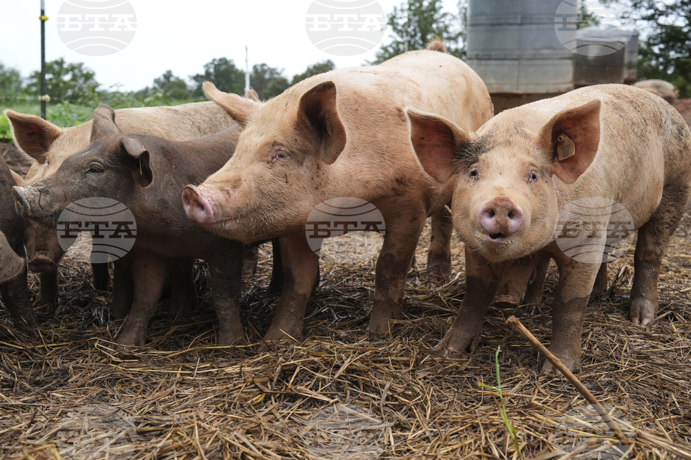 Election 2026 House Democrats