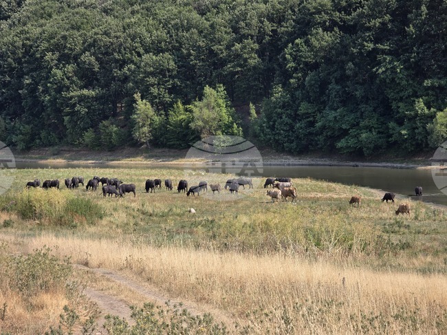 В части от селата Дреновец, Тополовец и Динково, които са в близост до река Лом, няма вода, каза кметът на община Ружинци