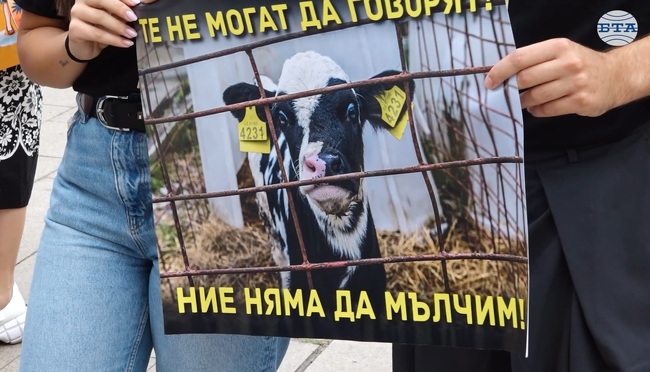 За забрана за отглеждането на телета в клетки призоваха граждани и активисти