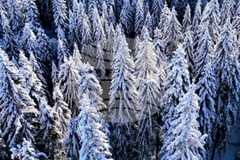 Световен ден на фотографията