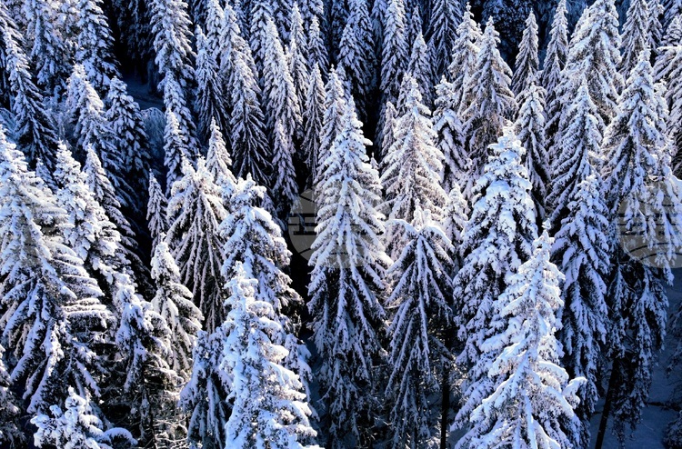 Pamporovo Hosts Off-Site Meeting of Parliamentary Committee on Tourism