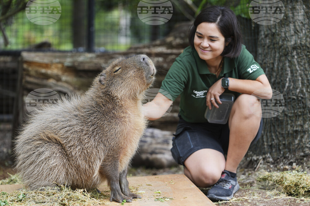 Britain London Zoo Weigh In