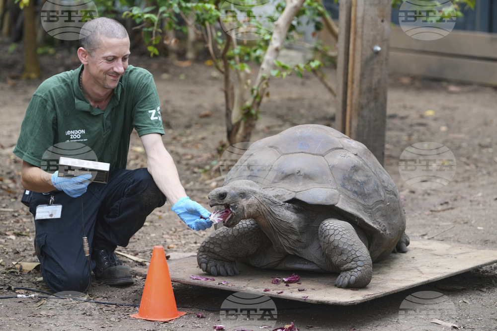 Britain London Zoo Weigh In